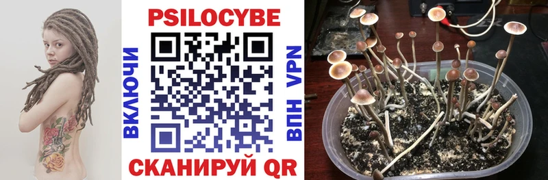 Купить где  Ирбит  Галлюциногенные грибы Psilocybine cubensis 